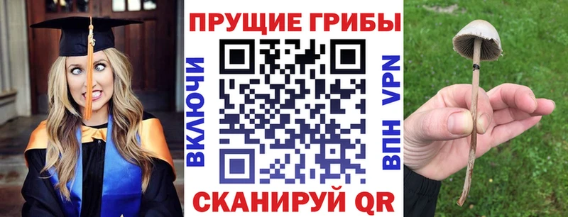 Галлюциногенные грибы Psilocybe  купить наркоту  Егорьевск 